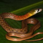 Hoi An Night Herping Tour Snakes Vipers and Wildlife - The Equipment and Logistics