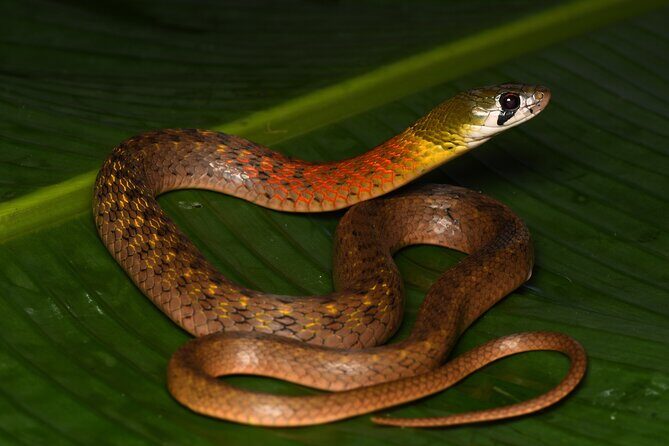 Hoi An Night Herping Tour Snakes Vipers and Wildlife - The Equipment and Logistics