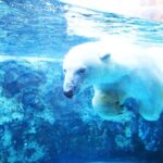 Hokkaido 1 Day Tour to Asahiyama Zoo, Blue Pond and Fairy Terrace - Starting Strong at Asahiyama Zoo