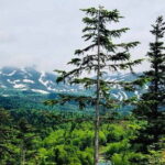 Hokkaido Asahiyama Zoo and Blue Pond Elf Terrace Day Trip - Practical Tips and Considerations