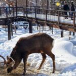 Hokkaido Asahiyama Zoo Biei Elf Terrace Day Tour - Exploring the Itinerary: What You Can Expect