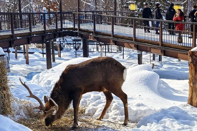 Hokkaido Asahiyama Zoo Biei Elf Terrace Day Tour - Exploring the Itinerary: What You Can Expect
