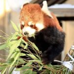 Hokkaido: Asahiyama Zoo Biei Ningle Terrace Day Tour - Authentic Experiences and Authenticity