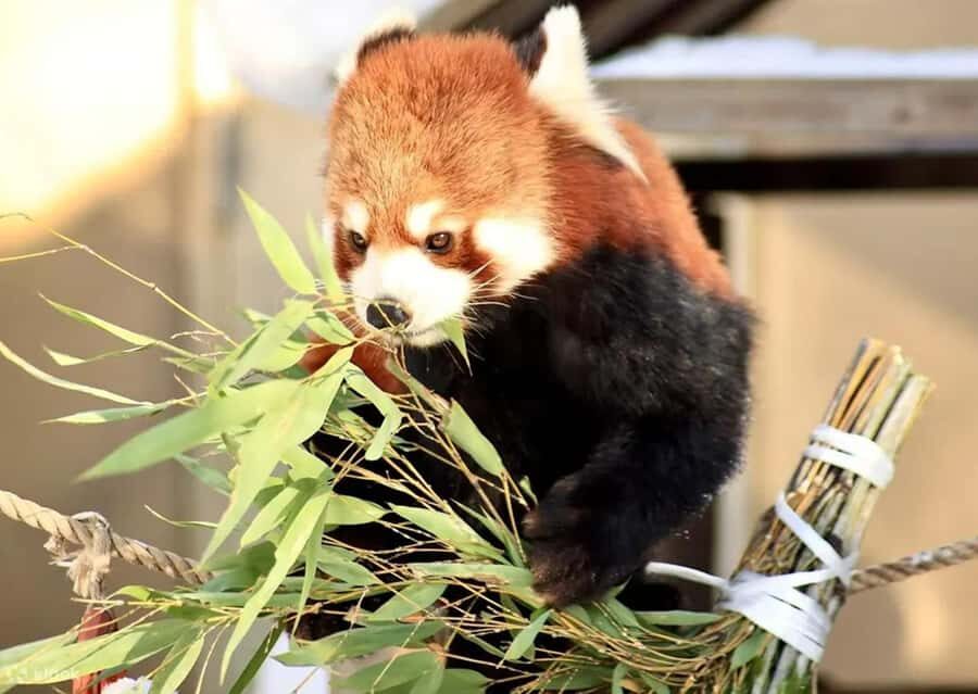 Hokkaido: Asahiyama Zoo Biei Ningle Terrace Day Tour - Authentic Experiences and Authenticity