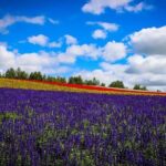 Hokkaido: Asahiyama Zoo, Furano, and Ningle Terrace Tour - Practical Details and Tips