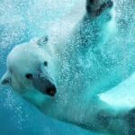 Hokkaido Asahiyama Zoo Ningle Terrace Day trip - Authentic Experiences and Reviews