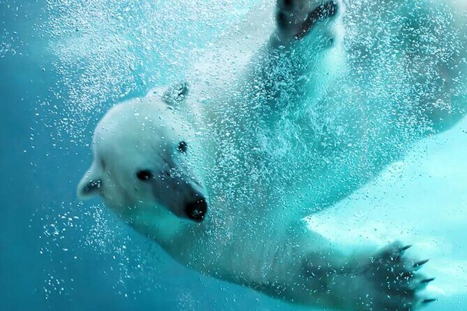 Hokkaido Asahiyama Zoo Ningle Terrace Day trip - Authentic Experiences and Reviews