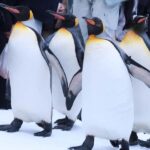 Hokkaido Asahiyama Zoo+Ningle Terrace+Biei Farm Snow Play - What Travelers Say: Real-world Insights