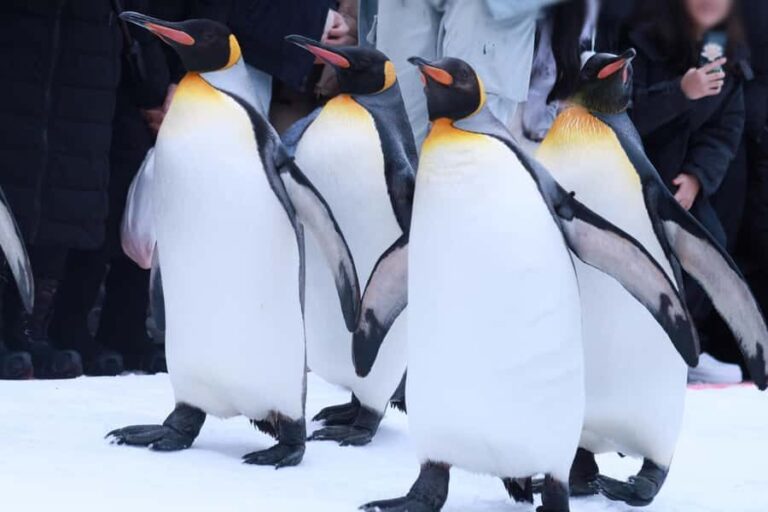 Hokkaido Asahiyama Zoo+Ningle Terrace+Biei Farm Snow Play - What Travelers Say: Real-world Insights