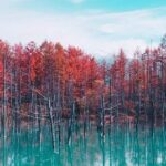 Hokkaido: Biei Blue Pond and Furano Flower Farm Day Trip - What Real Travelers Say