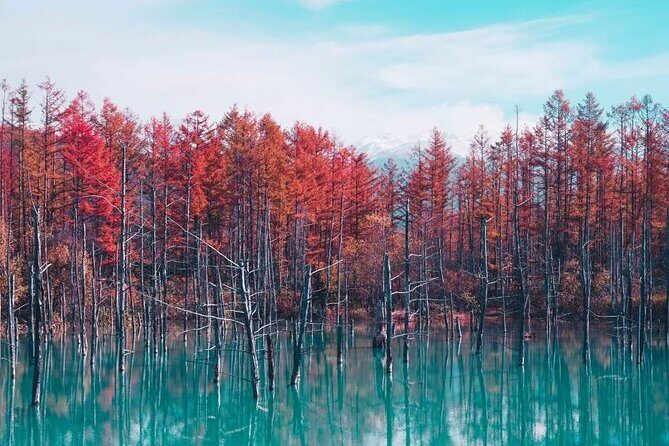 Hokkaido: Biei Blue Pond and Furano Flower Farm Day Trip - What Real Travelers Say