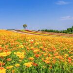 Hokkaido Biei Blue Pond Furano Flower Farm Ningle Terrace Trip - FAQs