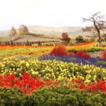 Hokkaido Day Tour Farm Tomita, Blue Pond, Blue Pond and Buffet - Practical Details and What They Mean for You