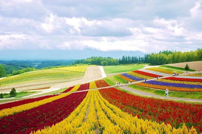 Hokkaido Farm Tomita Shikisai Hill Waterfall& Blue Pond Day Tour - In-Depth Breakdown of the Tour