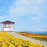 Hokkaido Furano Lavender & Biei Blue Pond Tour with Lunch - Practical Tips for Making the Most of Your Day