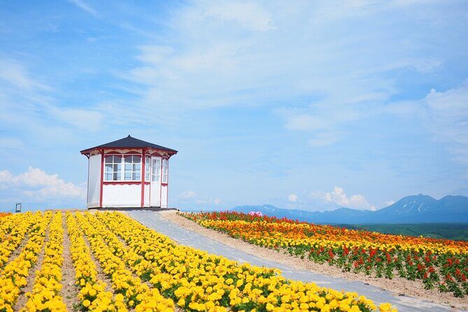 Hokkaido Furano Lavender & Biei Blue Pond Tour with Lunch - Practical Tips for Making the Most of Your Day