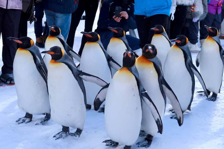 Hokkaido Tour: Snowy Landscapes & Polar Animals & Waterfalls - Who This Tour Is For