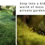 Home Experience: Tea Ceremony & Moss Garden Walk(Day trip) - Authentic Experience and Unique Insights