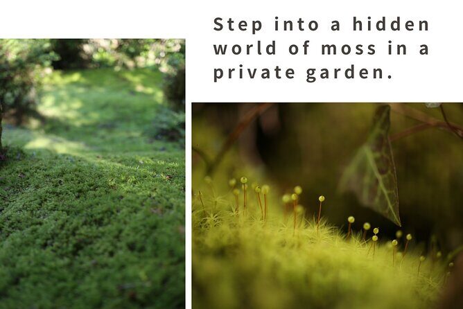 Home Experience: Tea Ceremony & Moss Garden Walk(Day trip) - Authentic Experience and Unique Insights