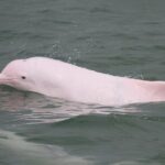 Hong Kong: Lantau Island & Tai O Cruise, Skip The Line Cable Car - Who Is This Tour Best For?