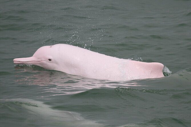 Hong Kong: Lantau Island & Tai O Cruise, Skip The Line Cable Car - Who Is This Tour Best For?