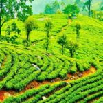 Horton Plains Tea Factory and Nuwara Eliya Day Tour - Practical Details & Value