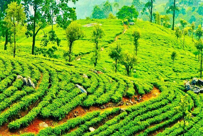 Horton Plains Tea Factory and Nuwara Eliya Day Tour - Practical Details & Value