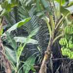 Hot tour ! Guided My Tho Tour from Ho Chi Minh & Kayak - Practical Tips & Considerations