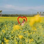 (Hotel PickUp) Jeju EAST Canola Flower Festival Tour with UNESCO - Who Should Consider This Tour?