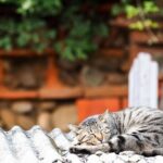 Houtong Cat Village, Shifen Sky Lantern and Jiufen Full Day Tour - Practical Details and Tips