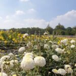 Hsinchu Sugar Culture and Dried Persimmon Experience from Taipei - Practical Details and Value