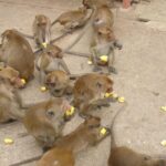 Hua Hin High Light & Vineyard - Who Should Book This Tour?