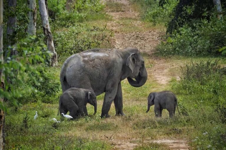 Hua Hin: Kui Buri Elephant Safari Private Tour - The Itinerary: What You Can Expect