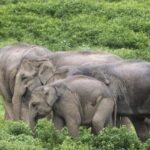 Hua Hin Kuiburi Wild Elephant Watching - Who Will Love This Tour?