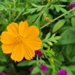 HUA HIN to River Kwai&Jungle Raft overnight stay(for2or3pax) - Journey Through Nature and History