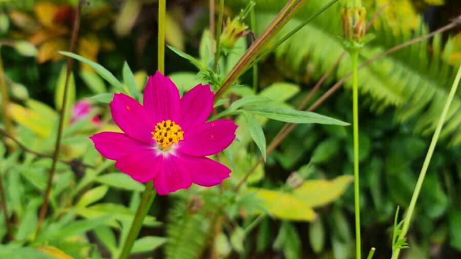 HUA HIN to River Kwai&Jungle Raft Overnight Stay(for4pax up) - Exploring a Classic Thailand Adventure: Hua Hin to River Kwai