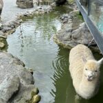 Hualien Tour in Qixingtan Beach, Liyu Lake, and Lintianshan Park - Who Should Consider This Tour?