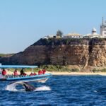 Humpback Whale Encounter Tour from Newcastle - Why This Tour Works Well