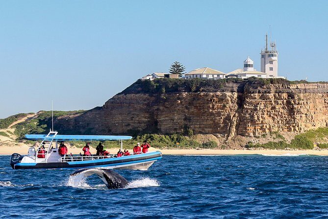 Humpback Whale Encounter Tour from Newcastle - Why This Tour Works Well