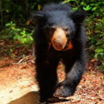 Hurulu Eco Park Safari From Sigiriya - Who Will Love This Tour?