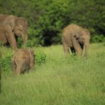 Hurulu Eco Park Safari From Sigiriya Eco Jeep Adventure - Practical Details: What You Need to Know