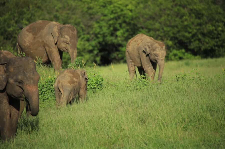 Hurulu Eco Park Safari From Sigiriya Eco Jeep Adventure - Practical Details: What You Need to Know