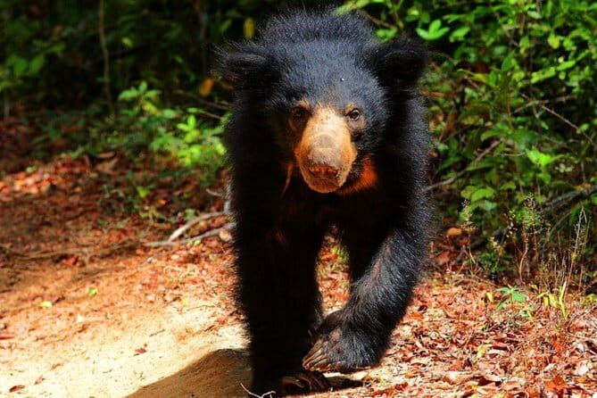 Hurulu Eco Park Safari From Sigiriya - Who Will Love This Tour?