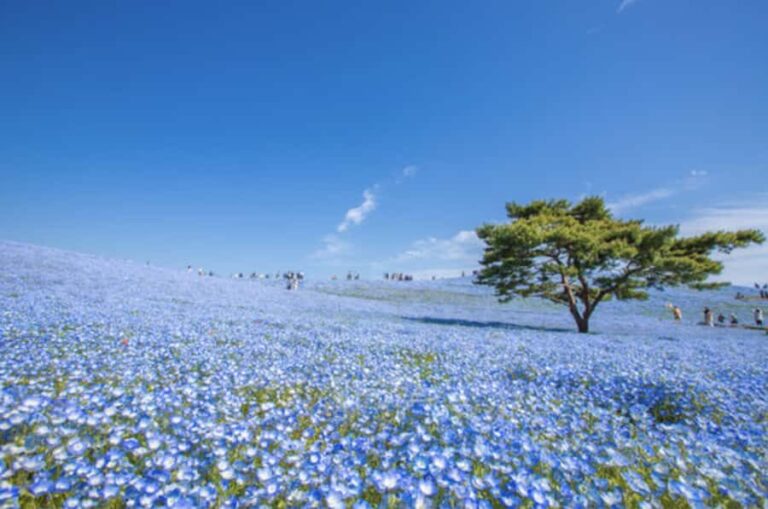 Ibaraki: Private Customizable Tour with a Local Guide - What to Expect from Your Ibaraki Experience