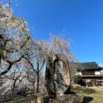Iiyama Castle Cherry Blossom and Nozawa Onsen Morning Tour - What Past Travelers Have Said (Based on Review Insights)