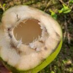 Immersive Coconut Experience by Mulgao Verde - The Hands-On Activities: More Than Just Watching