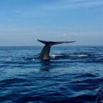 Immersive dolphin and whale watching mission on a secret boat  Trincomalee - Why This Tour Works Well