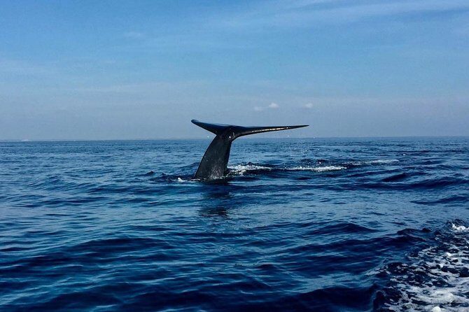 Immersive dolphin and whale watching mission on a secret boat Trincomalee - Why This Tour Works Well