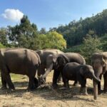 Immersive Kerchor Elephant Sanctuary Eco Park in Karen Tribe life - Practical Tips for Your Visit