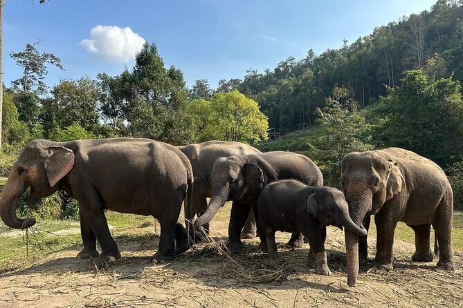 Immersive Kerchor Elephant Sanctuary Eco Park in Karen Tribe life - Practical Tips for Your Visit